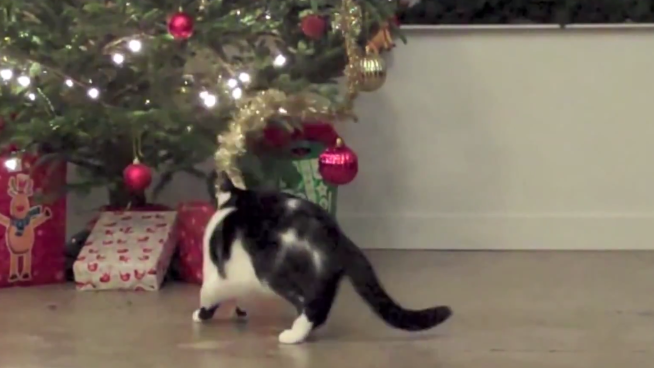 猫たちによるクリスマス ツリーへの破壊行為動画集 Qetic