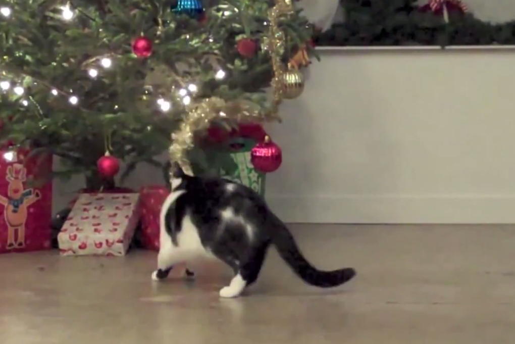 猫たちによるクリスマス・ツリーへの破壊行為動画集 | Qetic