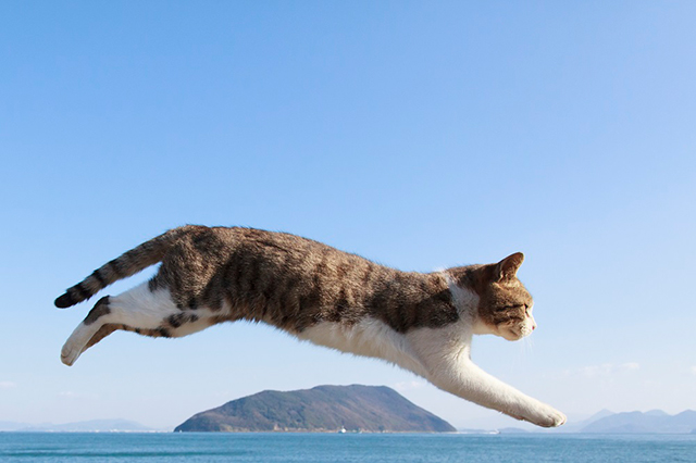 猫がジャンプする瞬間をとらえた“飛び猫”写真集 2月20日発売！ art150220_tobineko_3