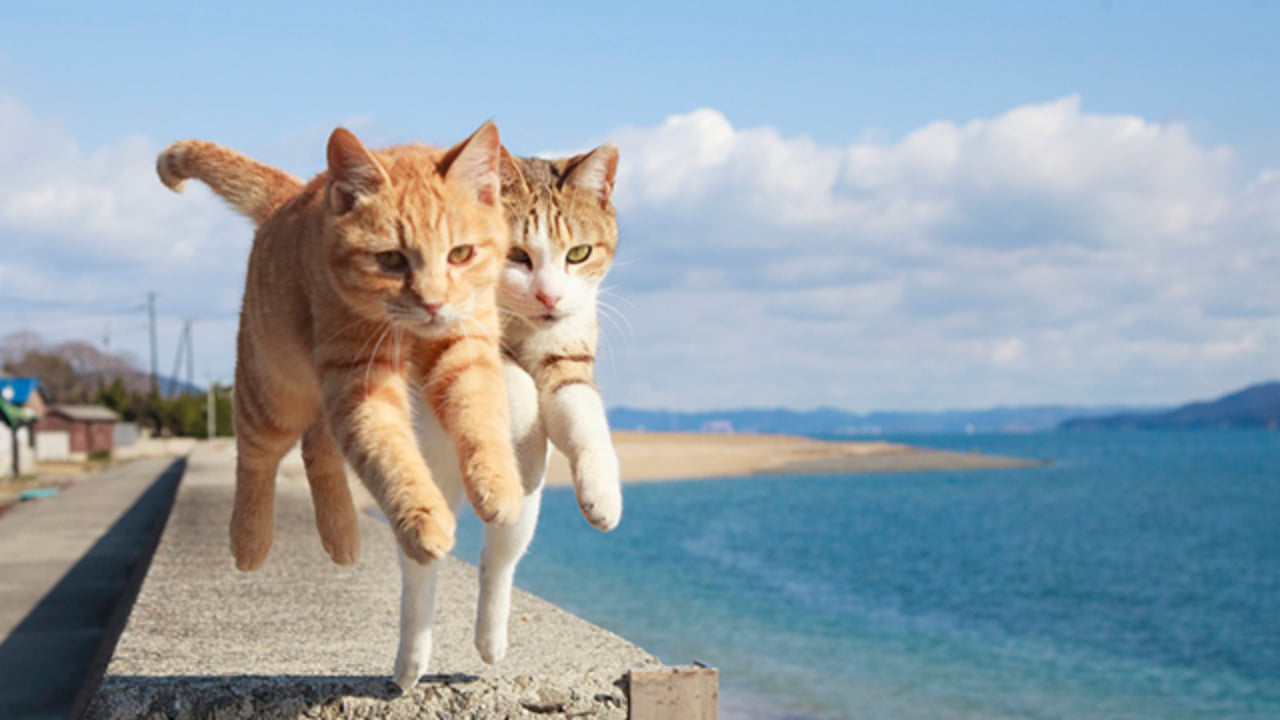 猫がジャンプする瞬間をとらえた 飛び猫 写真集 2月日発売 Qetic