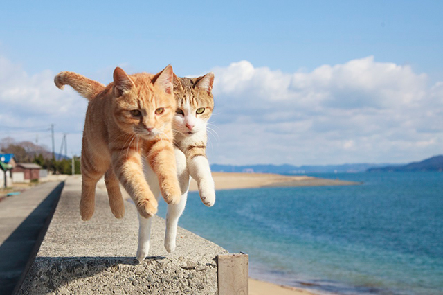 猫がジャンプする瞬間をとらえた“飛び猫”写真集 2月20日発売！ art150220_tobineko_4
