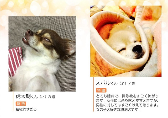 127匹の犬の寝姿写真集 ねっころわんわん 無料配信開始 Qetic