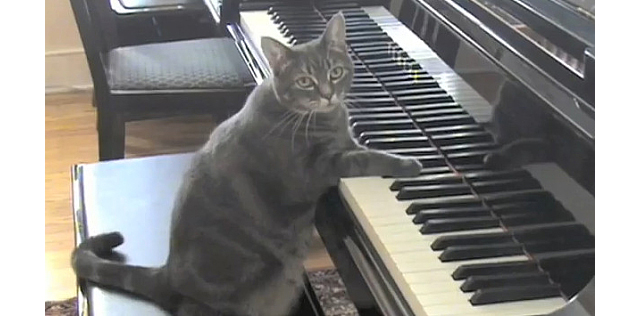 ネコのピアノ演奏にオーケストラをあわせた動画がスゴイ… #cat | Qetic