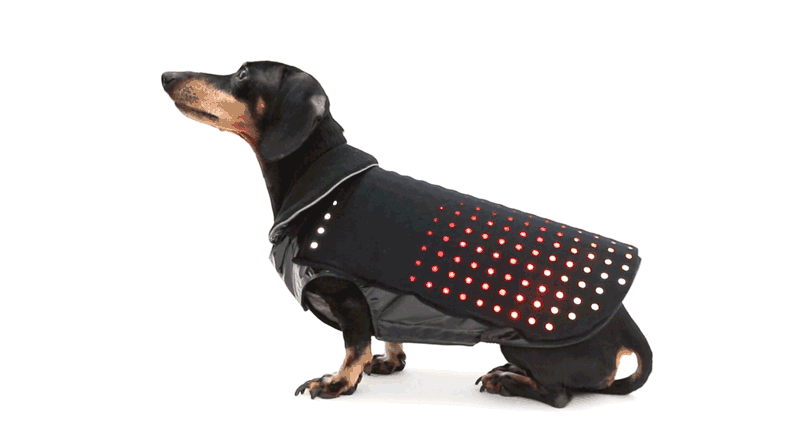 世界初の愛犬用LEDベスト『Disco Dog』全米で話題に！ DiscoDog-Stripe