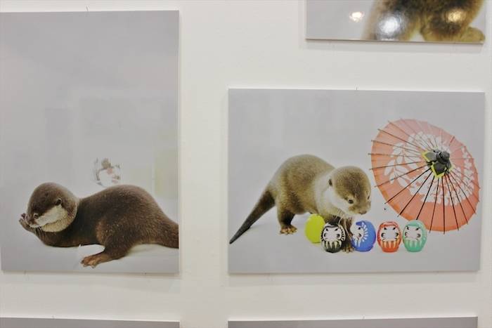 【レポート】カワウソは最高にかわいい。でも、それだけじゃない＜カワウソほんと展＞ event_170712_kawauso_20-700x467