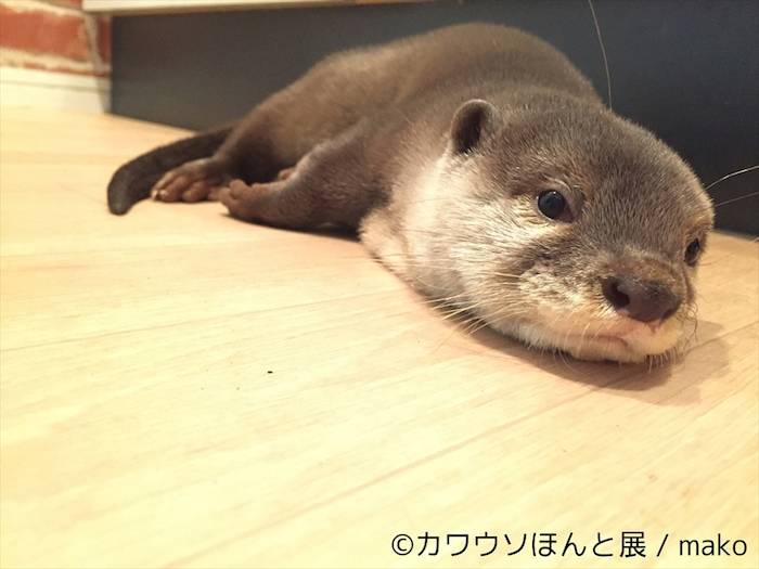 【レポート】カワウソは最高にかわいい。でも、それだけじゃない＜カワウソほんと展＞ event_170712_kawauso_22-700x525