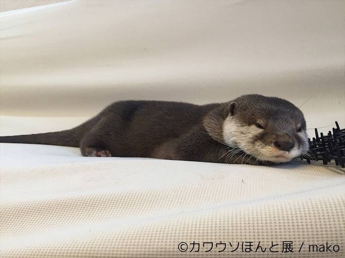 【レポート】カワウソは最高にかわいい。でも、それだけじゃない＜カワウソほんと展＞ event_170712_kawauso_23-700x525