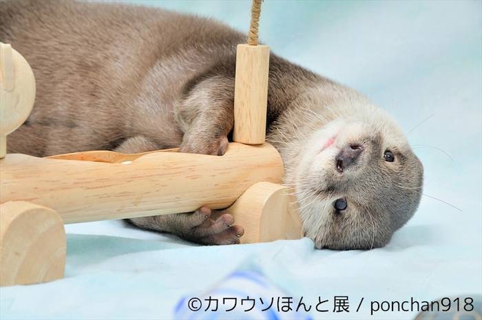 【レポート】カワウソは最高にかわいい。でも、それだけじゃない＜カワウソほんと展＞ event_170712_kawauso_24-700x465