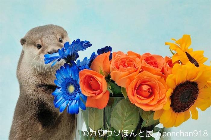 【レポート】カワウソは最高にかわいい。でも、それだけじゃない＜カワウソほんと展＞ event_170712_kawauso_27-700x465