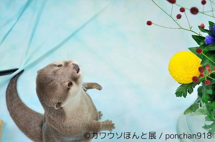 【レポート】カワウソは最高にかわいい。でも、それだけじゃない＜カワウソほんと展＞ event_170712_kawauso_28-700x465