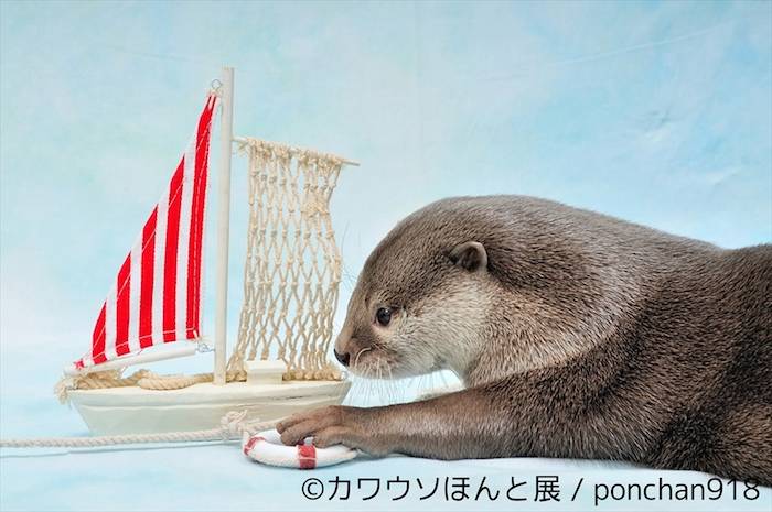 【レポート】カワウソは最高にかわいい。でも、それだけじゃない＜カワウソほんと展＞ event_170712_kawauso_30-700x465