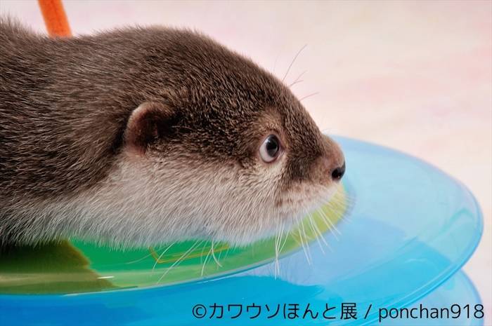 【レポート】カワウソは最高にかわいい。でも、それだけじゃない＜カワウソほんと展＞ event_170712_kawauso_31-700x465