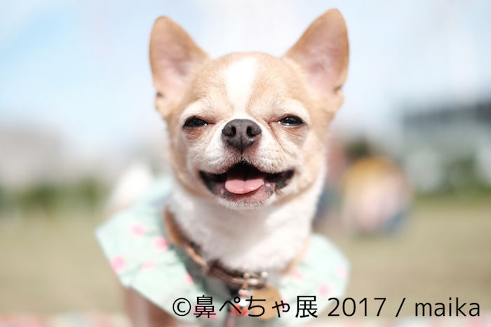 “鼻ぺちゃ”な犬が大集合！来場者数1.5万人突破の人気写真展が浅草橋で開催 img_139108_1-700x467