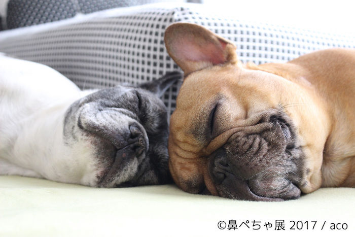 “鼻ぺちゃ”な犬が大集合！来場者数1.5万人突破の人気写真展が浅草橋で開催 img_139108_5-700x467