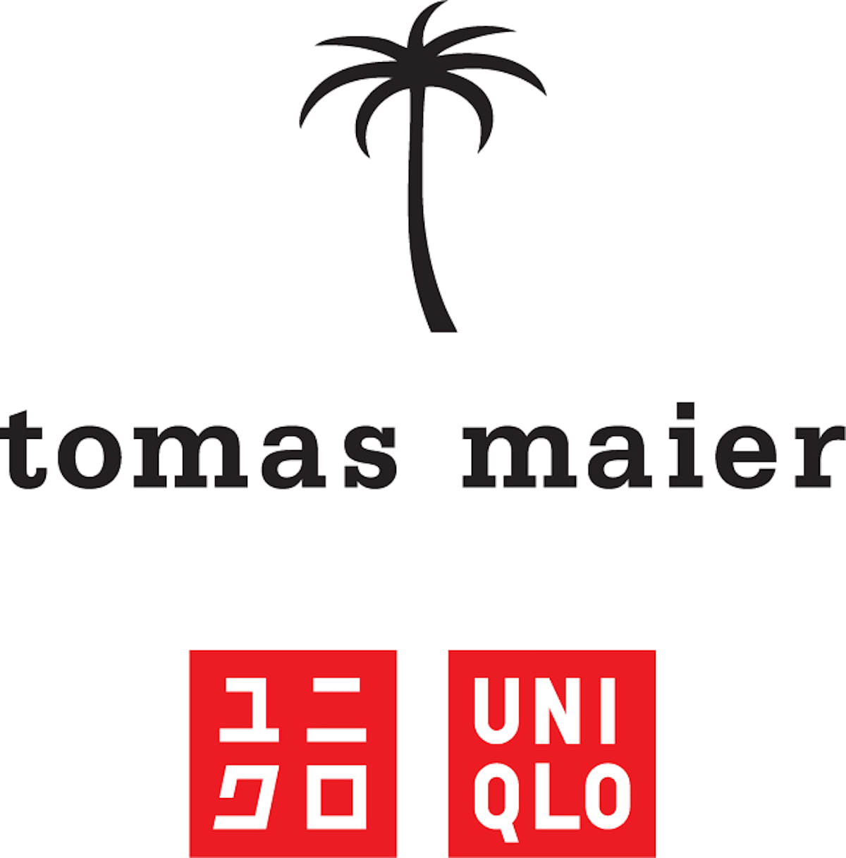 tomas maier and uniqlo