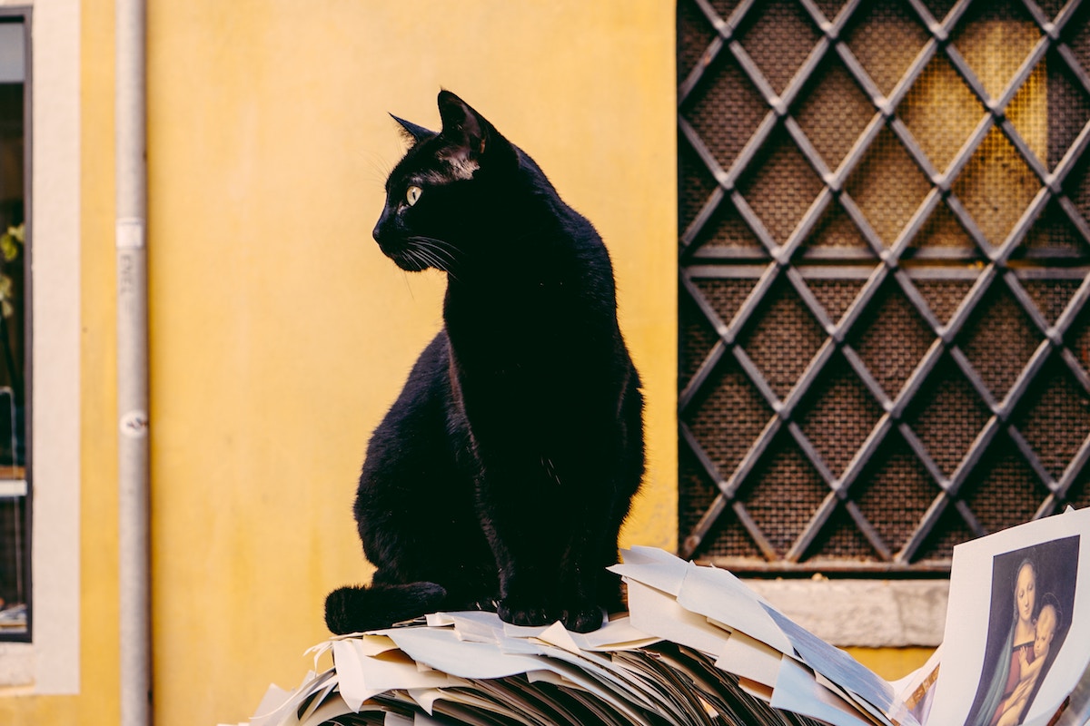 ブラックパンサー 公開後に動物保護施設から黒猫の引き取りが急増 Qetic