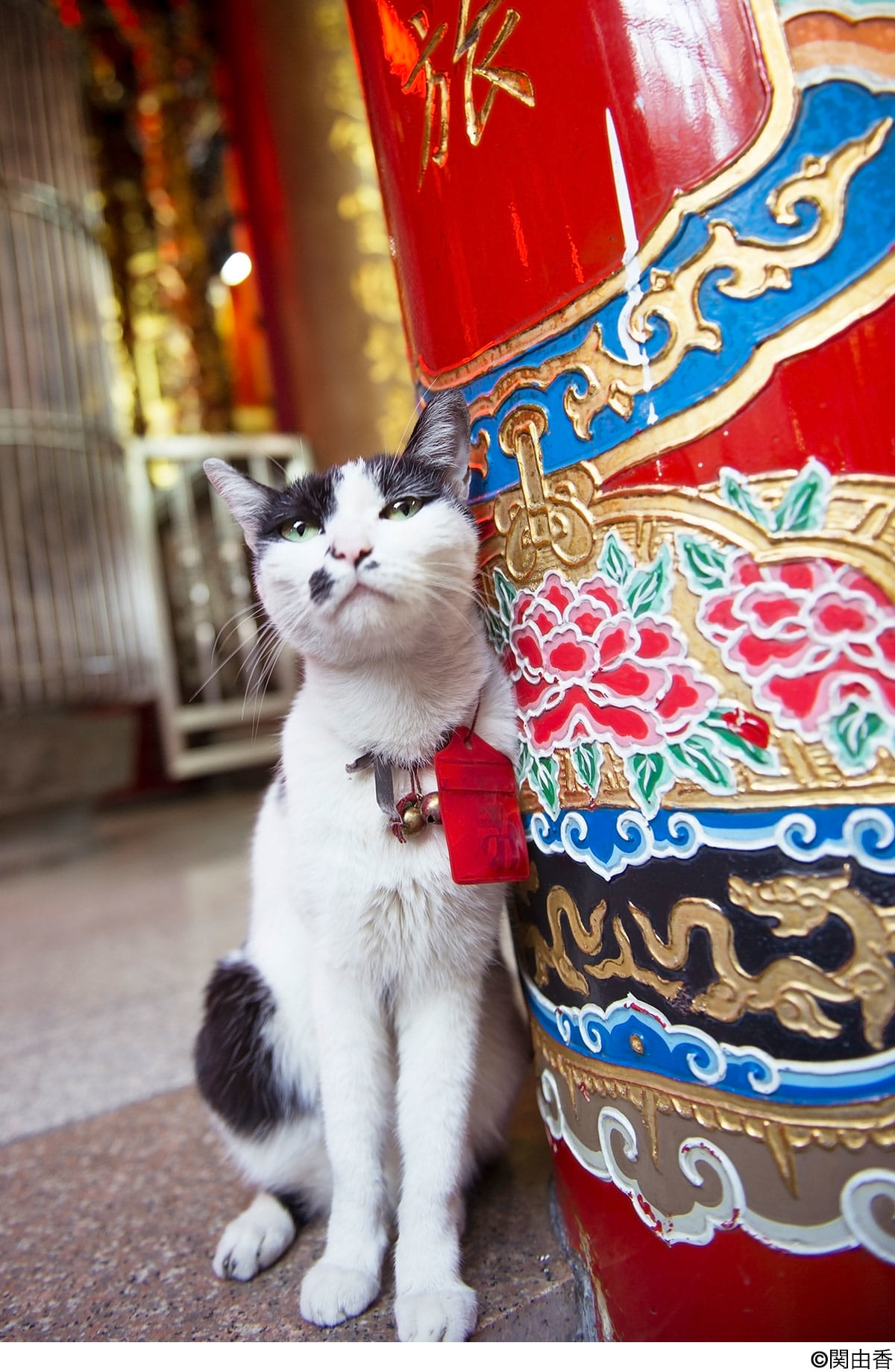 猫写真家・関由香の写真展＜台湾 ねこうらら＞が開催！ユーモラスで愛おしい猫達の日常風景は猫好き必見 1-1200x1840