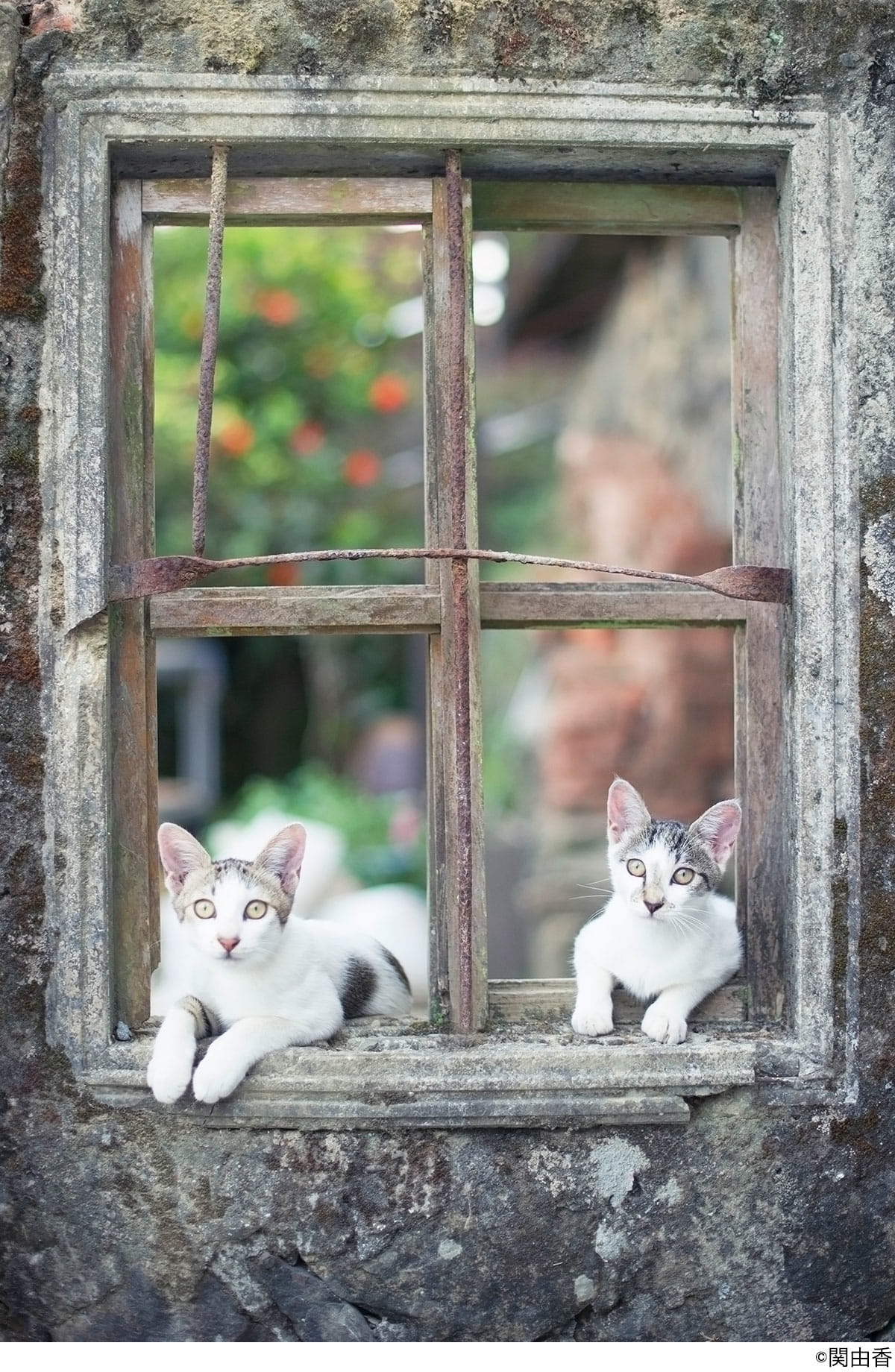猫写真家・関由香の写真展＜台湾 ねこうらら＞が開催！ユーモラスで愛おしい猫達の日常風景は猫好き必見 5-1200x1840