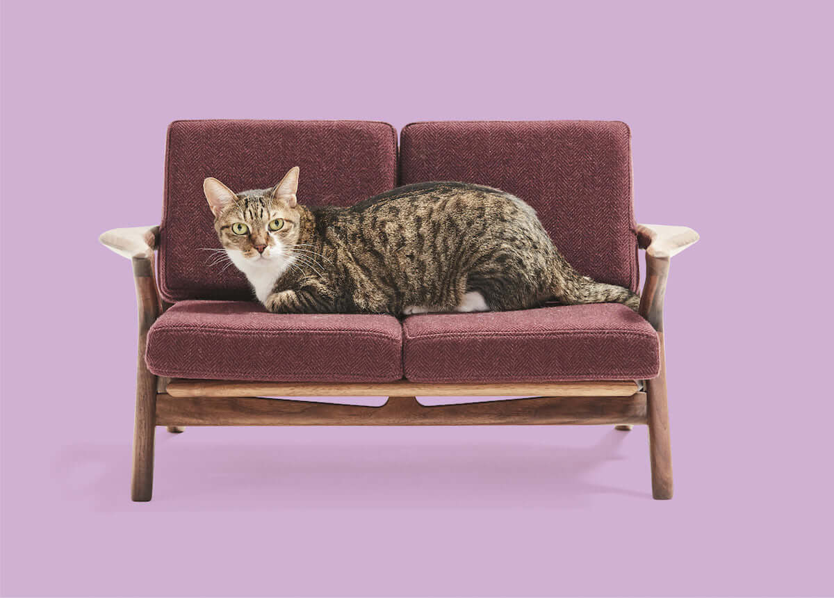 ネコがソファーでくつろぐ癒しの激かわ『ネコ家具』動画公開！ life180923_nekokagu_1-1200x860