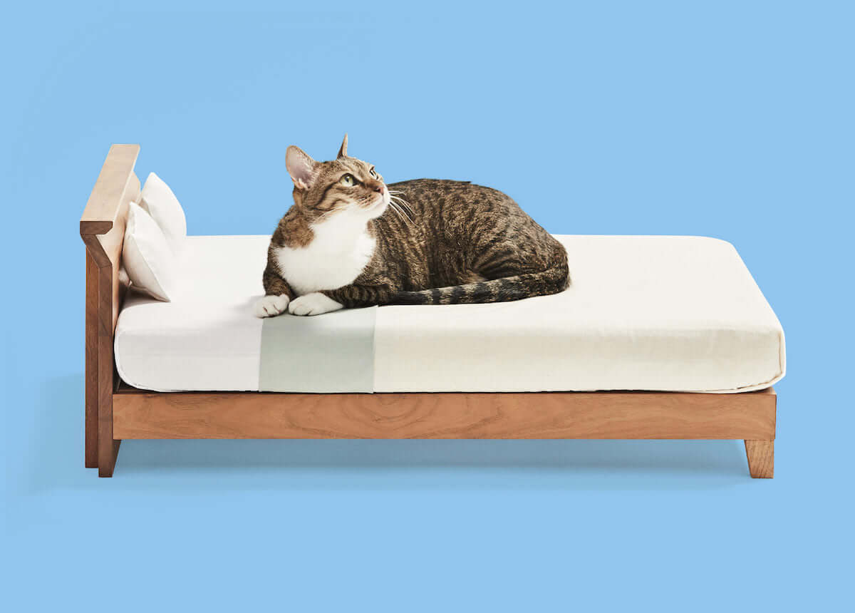 ネコがソファーでくつろぐ癒しの激かわ『ネコ家具』動画公開！ life180923_nekokagu_5-1200x860